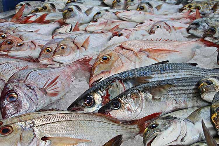 Futuro de la pesca en el mundo: escasez de pescado en el 2050