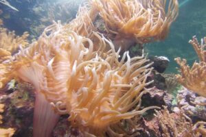 Algas marinas tóxicas la OIEA quiere combatirlas
