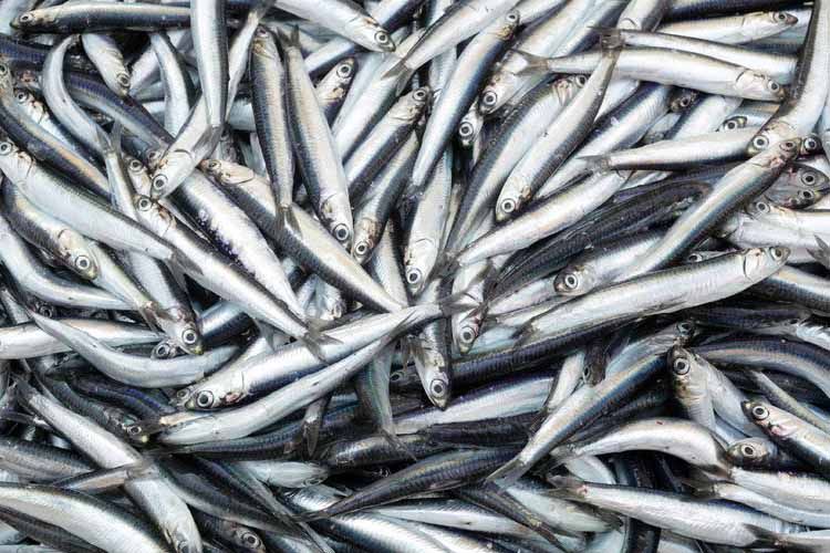 Producción de harina de pescado aumenta según informe de la IFFO