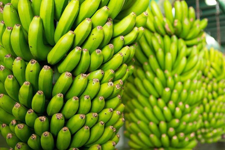 Precio del banano en la UE: banano local Vs banano importado