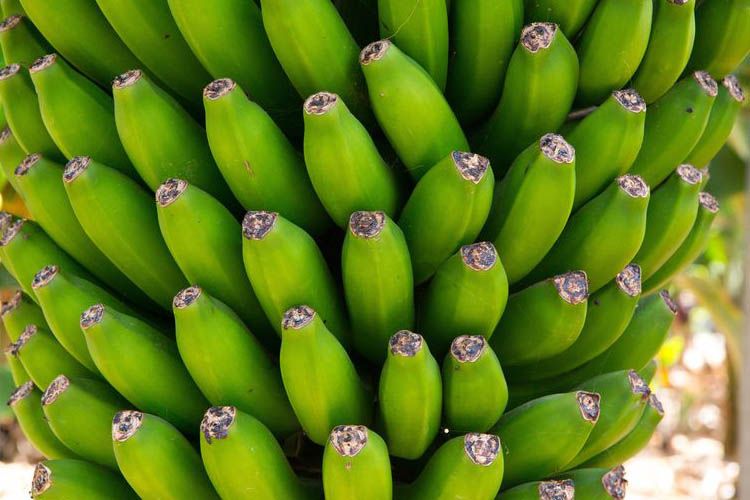 Banano en Gran Bretaña: un llamado para mejorar su consumo