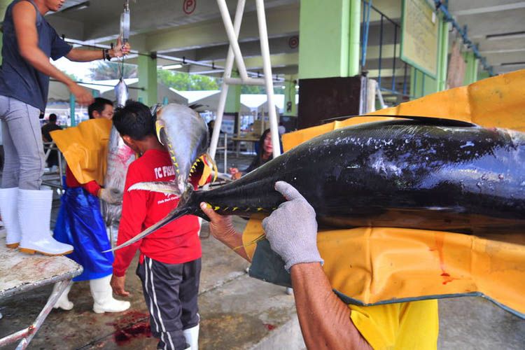 Aumenta precio del atún listado en Manta