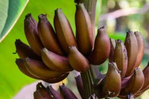 Banano mexicano busca competir en mercado europeo