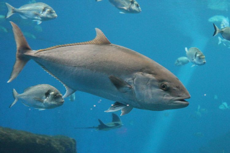 Empresa pesquera China coloca en riesgo la existencia del atún rojo