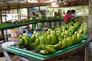 2020 un buen año para los productores de banano de latinoamérica en la UE