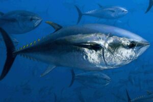 La etiqueta del atún rojo permite investigación sobre la especie