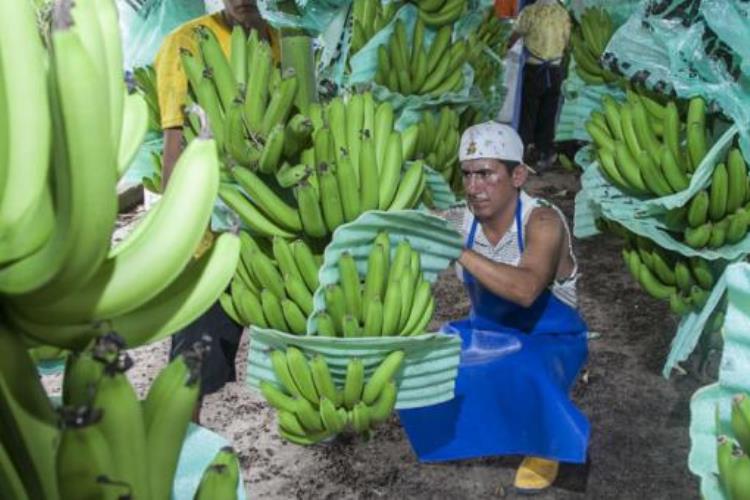 Manual de empleo bananero de Ecuador y su réplica en el mundo