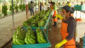 El 2017 fue un buen año para la exportación de banano desde Ecuador