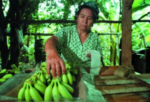 mujeres en producción banano